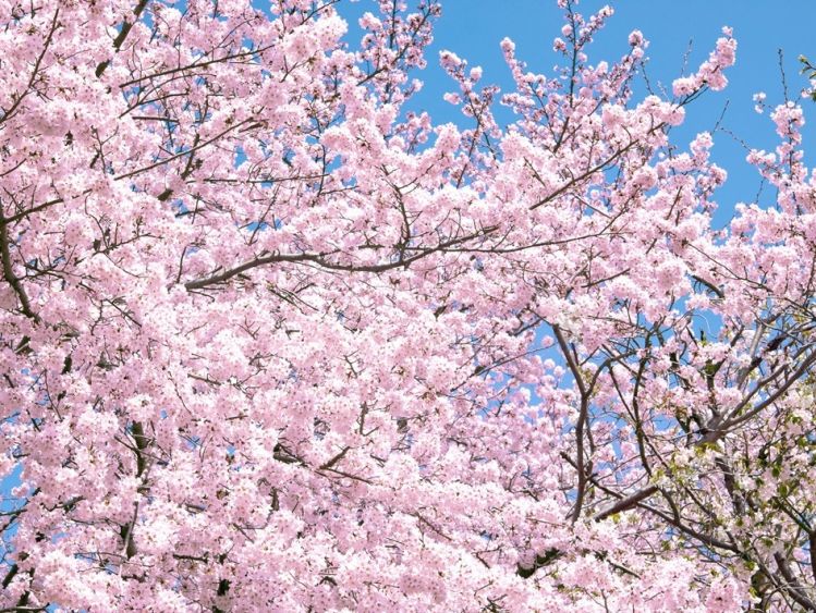 The Beauty of Cherry Blossoms in Japanese Culture